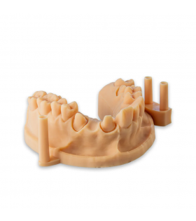 Alias Dental Model